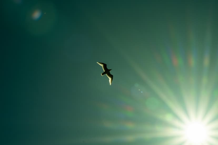 Sloth image 0